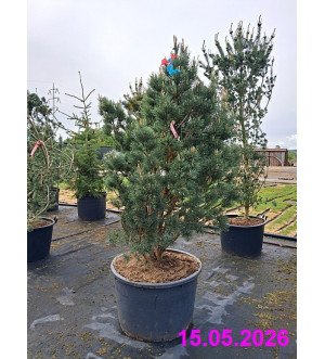 Pinus sylvestris 'Watereri' C 230 L